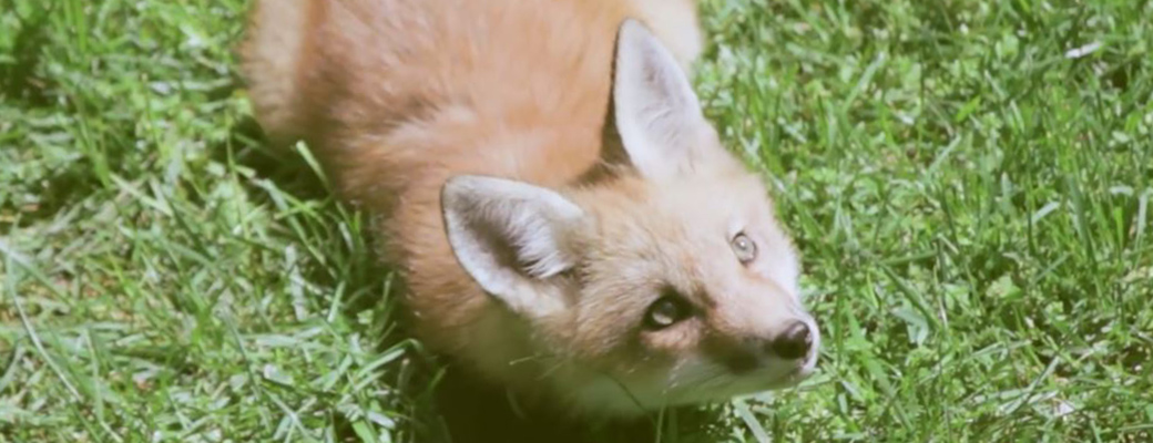 Repellents That Can Be Used To Get Rid Of San Fernando Valley Foxes